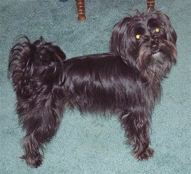 Desna stran visokega črnega jorkteškega psa, ki stoji čez preprogo, zeleno preprogo in gleda navzgor. Ima dolge črne lase, rep, ki se zvije na hrbtu, in ušesa, ki visijo ob straneh z dolgimi lasmi.