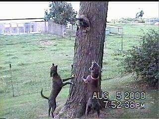 Dva modra čipkasta psa poskakujeta proti drevesu, ki laja na žival, ki je ob strani drevesa