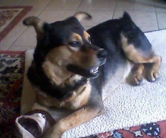 Esikülgvaade suure tõuga mustanahalise ja kollakaskoeraga koerale, kes asub paremale vaadates koeravoodil