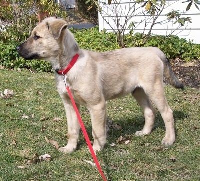 Louie the Chow Shepherd sebagai anak anjing yang memakai kolar merah dan tali merah berdiri di rumput dan melihat ke kiri dengan sebuah rumah dan semak di latar belakang