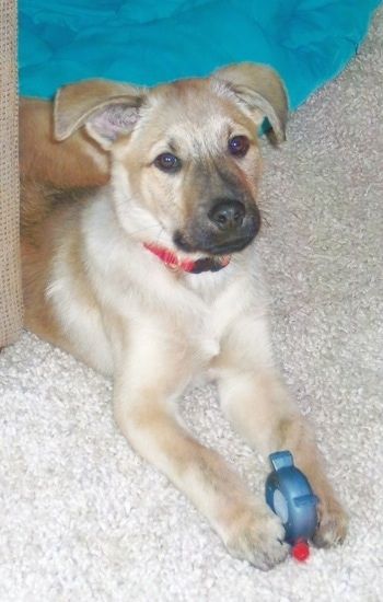 Chow Çoban Louie, ön pençeleri arasında bir oyuncakla deniz mavisi bir yastık köpek yatağının önünde bronz bir kanepenin yanında yatan bir köpek yavrusu olarak
