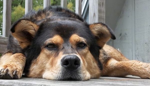 Suuri musta ja ruskea koira, jossa on pienet v-muotoiset korvat, jotka taittuvat hieman kärjistä, iso musta nenä, jolla on suuri pää, makaa puukannella talon edessä