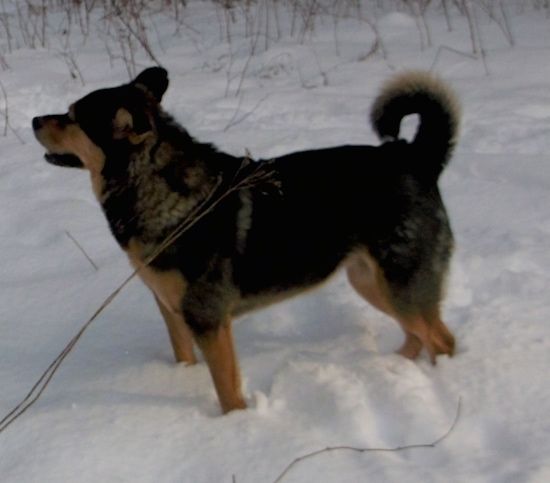 Bočný pohľad na hrubosrstého veľkého plemena čierno-hnedého psa so zvlneným kruhovým chvostom stojaceho vonku v snehu otočenom doľava