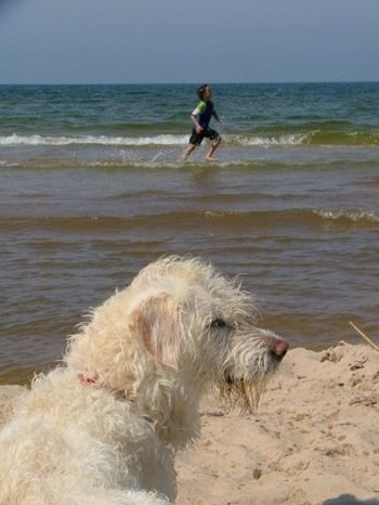 Гвендолин, бела Доубле Доодле, седи на плажи поред океана, а иза ње је особа која трчи преко плитког краја воде