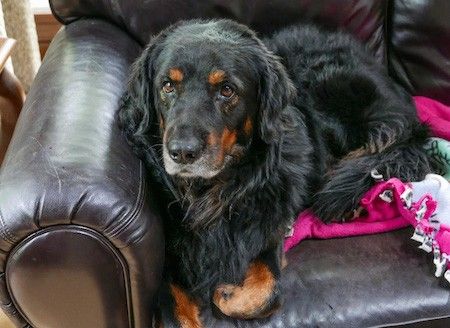 Storas kūnas, didelis juodas ir įdegęs šuo, atsigulęs ant karštos rožinės spalvos antklodės ant odinės sofos