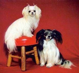 Mi-ki เสื้อคลุมยาวสีขาวกำลังนั่งอยู่บนเก้าอี้ไม้ที่มีเบาะหนังสีแดงและมีสุนัข Mi-ki เสื้อคลุมยาวสีดำและสีขาววางอยู่บนพื้นนั่งอยู่ข้างๆด้านหน้าของฉากหลังสีแดง