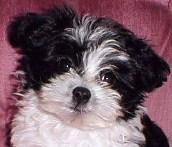 ภาพระยะใกล้ - ลูกสุนัข Mi-ki สีดำและสีขาวขนปุยกำลังนั่งอยู่บนโซฟาสีชมพู