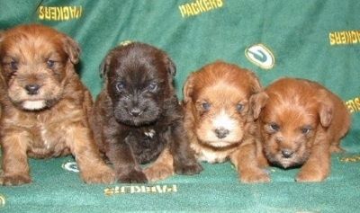 Помет щенков Mini Whoodle, которые сидят на диване на одеяле Green Bay Packers. Трое щенков рыжевато-коричневого цвета, а один - темно-коричневого.