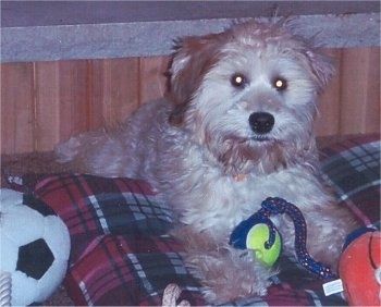Vue de face - Un Whoodle beige doux et moelleux est posé sur un oreiller à carreaux et il est impatient. Il y a une balle sur un jouet en corde devant lui. Le chien a un nez noir et des yeux ronds.