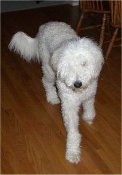 Vista frontal - Um cão Whoodle branco, com pelo encaracolado, caminhando por um piso de madeira. Tem um nariz preto e sua pelagem espessa cobre os olhos.