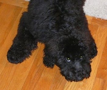 Iš viršaus į apačią matomas storas dengtas, juodas pūkuotas Whoodle šuniukas, kuris iš dalies guli ant kietmedžio grindų ir kilimėlio. Šuo žiūri į akis.