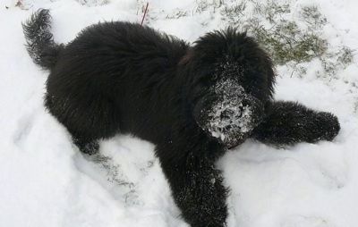 Pūkains, melns Whoodle kucēns spēlē, kas ārā klanās sniegā, un tam visā purnā ir sniegs. Tam ir biezs ziemas mētelis.