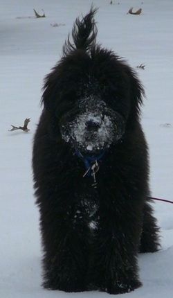 En tyk overtrukket, sort fluffy Whoodle hvalp står udenfor i et felt med sne, og den har sne over hele næsepartiet. Halen er oppe i luften.