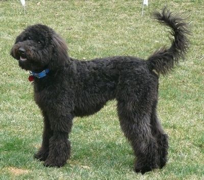 Phần bên trái của một con chó xù lông đen đang đứng trên sân và miệng nó hơi mở. Nó có một cái đuôi dài cuộn tròn trong không khí và lông dài hơn trên tai rủ xuống hai bên.