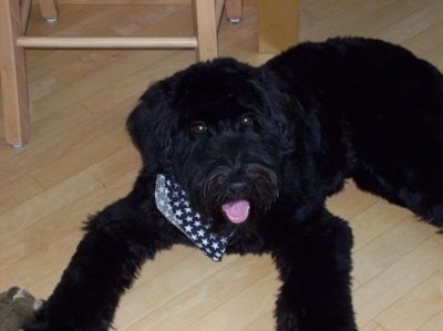Didelės veislės juodasis Whoodle kloja ant kietmedžio grindų, o už jo yra taburetė. Šuo turi ant bandanos, jis laukia, jo burna yra atvira ir rožinis liežuvis kyšo.