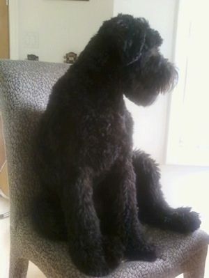Передняя левая сторона черной целой собаки, которая сидит на мягком стуле и смотрит вправо. У него квадратная морда и густая шерсть.