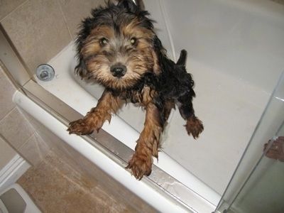 Черный с коричневым мокрый щенок Whoodle стоит у края ванны и смотрит вверх. У него черный нос и круглые глаза. Хвост коротко купирован.