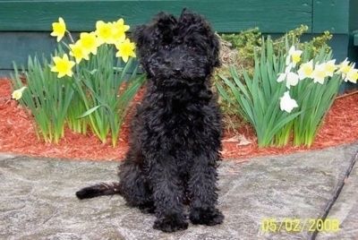 Garbanotas juodas purus trumpaplaukis šuo „Whoodle“ laukia ant šaligatvio priešais narcizų gėlių lovą. Jis turi tamsiai apvalias akis ir juodą nosį.