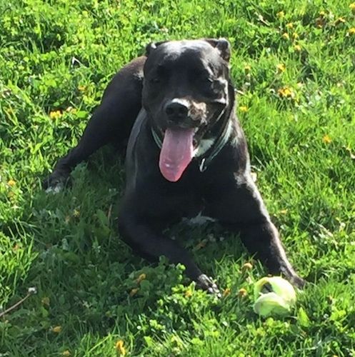 Musta amerikkalainen Bullador makaa ulkona nurmikolla. Pureskeltu tennispallo on etutassujensa välissä, suu on auki ja kieli ulkona.