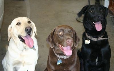Tembakan badan atas tiga anjing duduk berturut-turut, Makmal hitam, Makmal coklat dan Labrador Retriever kuning sedang duduk di garaj. Mulut terbuka dan lidah keluar. Mereka mencari ke atas