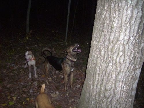 Trije pasji psi so ponoči zunaj pod drevesom. Najbolj oddaljeni pes gleda po drevesu. Srednji pes izstopa iz slike. Najbolj levi pes je sredi lubja