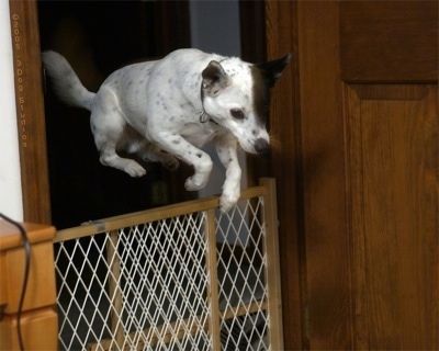 Экшн-кадр - собака Mountain Feist с белым с черным тикированием прыгает через коричнево-белые детские ворота, которые закрывают дверной проем. Собака