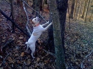 Valge punakaspruuni mägikoera koer on metsas, hüpanud üles ja haukunud puu otsa.