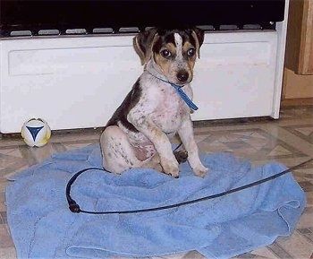 ลูกสุนัข Mountain Feist สีขาวกับสีดำและสีน้ำตาลกำลังนั่งอยู่บนผ้าขนหนูสีน้ำเงิน มีทีวีและลูกบอลของเล่นอยู่ข้างหลัง