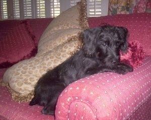 Um filhote de cachorro Pinny-Poo preto está deitado no braço de um sofá rosa e está olhando para a direita. Há um travesseiro bronzeado atrás dele.