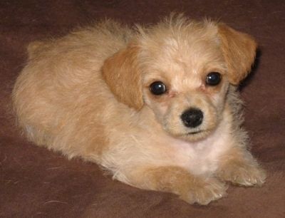 Изглед отпред - тен на кученце Pinny-Poo лежи върху кафява повърхност и гледа напред. Главата му е леко наклонена наляво.
