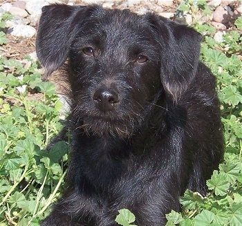 Nærbillede set forfra - En skinnende coatet, snoet udseende sort Pinny Poo-hund lægger på græs, og den ser op og frem. Hovedet er let vippet mod højre.