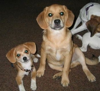 Kolm koera kõrvuti pruunil vaibal - kollakaspruun Pomeagle istub munakolluse kõrval valge Pomeagle kutsikaga. Mõlemad vaatavad kaamera poole. Parempoolses paremas servas on veel üks valge, pruun koer.