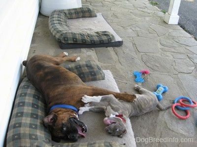 Anak anjing Brindle Pit Bull Terrier dengan hidung biru dan Boxer brindle coklat berbaring di sisi mereka dan bermain-main mendorong satu sama lain di luar di atas katil anjing di beranda batu dengan mainan anjing di sekelilingnya.