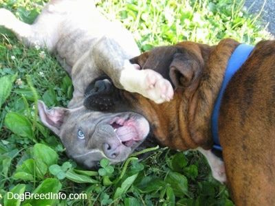 Tutup - Anak anjing Brindle Pit Bull Terrier bermata biru dan hidung berbaring di punggungnya di sebuah ladang dan Boxer brindle coklat menggigit kepala anak anjing itu.