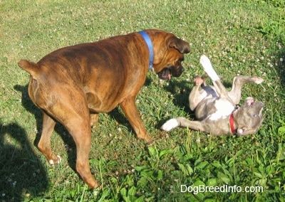 Seekor anak anjing Brindle Pit Bull Terrier hidung biru berguling-guling di punggungnya dan di seberang dia seorang Boxer brindle berwarna coklat sedang memandangnya.