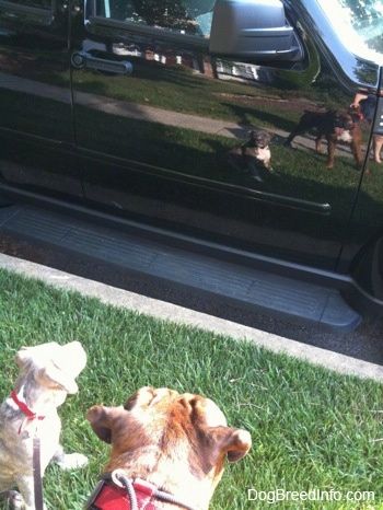 Un cadell pit Bull Terrier de nas blau i un Boxer marró de color marró miren els reflexos al lateral d’un vehicle.