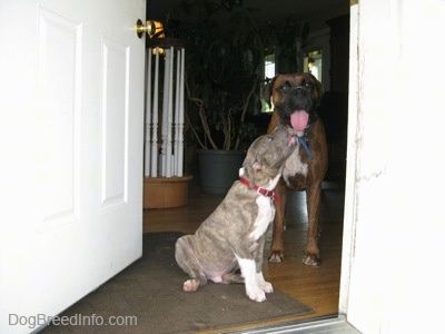 Un cadell de pit blau Brindle Pit Bull Terrier està assegut en una porta oberta i mira i llepa una llengua marró de boxers de color marró marró.