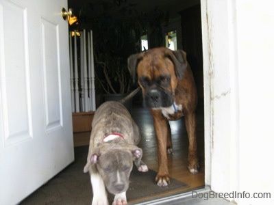 Ένα κουτάβι Brindle Pit Bull Terrier με μπλε μύτη περπατά έξω από μια πόρτα και πίσω του υπάρχει ένα καφέ brindle Boxer.