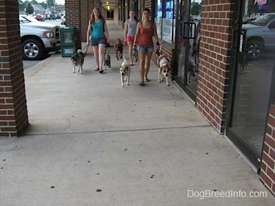 Tri dámy vedú šesť psov na prechádzke po betónovom chodníku pod vonkajšou strechou nákupného centra.