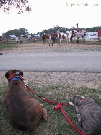 Um filhote de cachorro Brindle Pit Bull Terrier de nariz azul e um Boxer marrom tigrado estão deitados na grama e olhando para pessoas e cavalos do outro lado da estrada.
