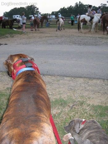 Mặt sau của một chú chó con Brindle Pit Bull Terrier mũi xanh và một chú chó Boxer vện nâu đang nhìn sang bên trái. Ở hậu cảnh có những người đang ngồi trên ngựa.
