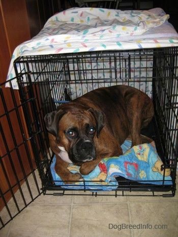 En brun brindle Boxer legger seg inne i en hundekasse som er for liten for ham på toppen av et blått Winnie the Pooh-teppet.