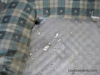Zblízka - diera, ktorá bola vykopaná do rohu postele pre psa a okolo nej bola vypchávka.