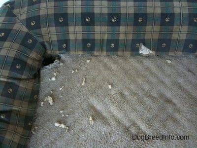 Close up - Isang butas na hinukay sa sulok ng isang dog bed. Mayroong mga piraso ng puting pagpupuno sa paligid ng dog bed.