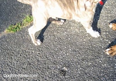 Un cucciolo di Pit Bull Terrier tigrato dal naso blu sta camminando davanti a un mucchio di cacca di uccello su una superficie asfaltata.