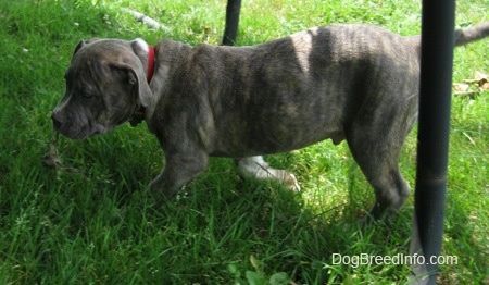 Anak anjing Brindle Pit Bull Terrier dengan hidung biru berjalan melintasi rumput dan menuju ke bawah naungan trampolin.