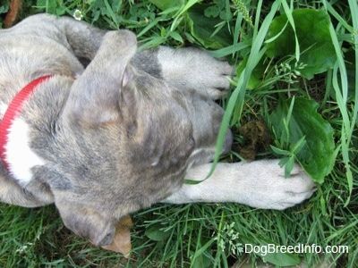 Nærbilde - Sett ovenfra og ned av en blå nese Brindle Pit Bull Terrier valp som slikker en haug med kjepp i gresset.