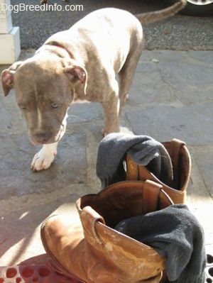 En blå næse Brindle Pit Bull Terrier hvalp går mod et par støvler med sokker i på en sten veranda.