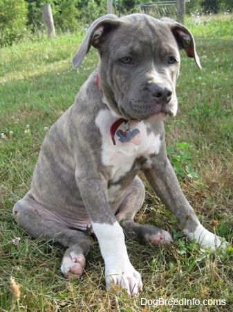 Psiće Pit Bull terijera s plavim nosom sjedi u travi i raduje se. Štene ima plave oči i suvišnu kožu.