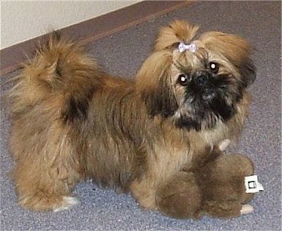 ایک موٹی لیپت بھوری اور سیاہ چینی کتے کے دائیں جانب جس کے بالوں میں گلابی ربن ہے ، وہ آگے کی طرف دیکھ رہا ہے ، اس کا سر بائیں طرف قدرے جھکا ہوا ہے اور اس کے سامنے آلیشان ٹیڈی بیر ہے۔